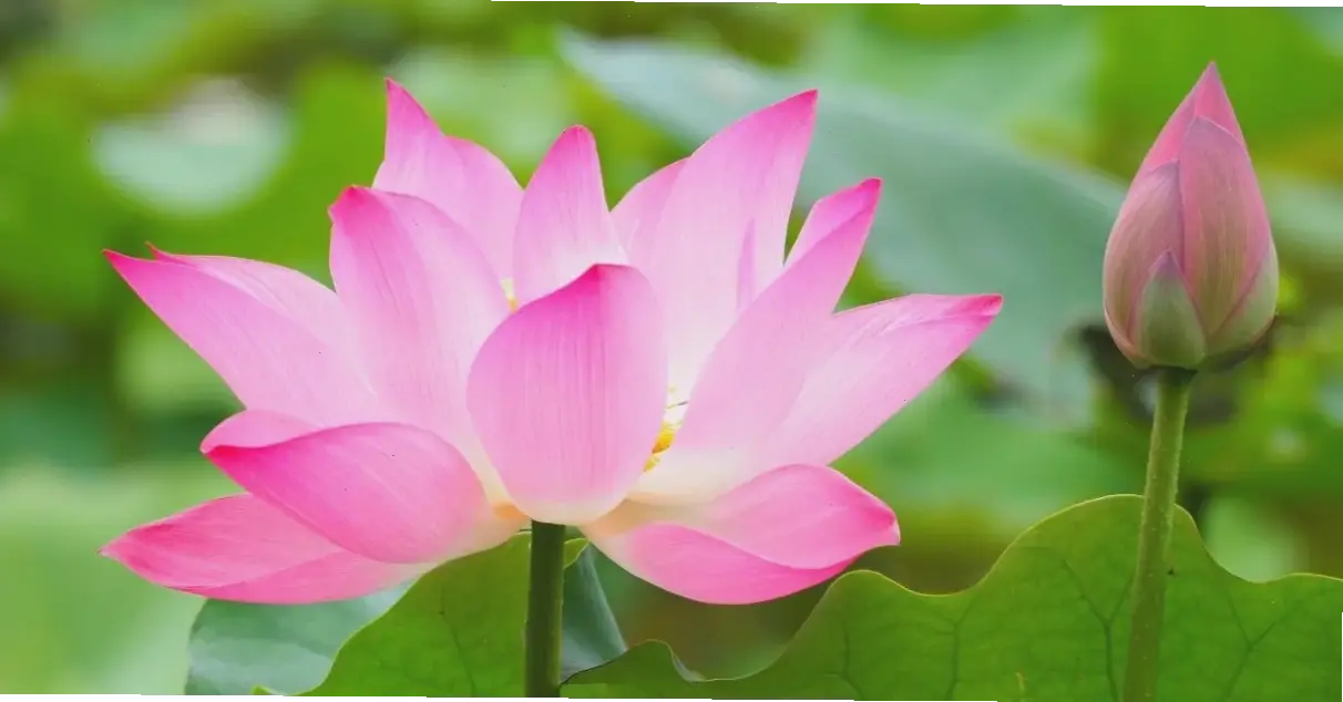 Vẻ rực rỡ của hoa sen hồng macro, tượng trưng cho sức sống và tình yêu mãnh liệt.