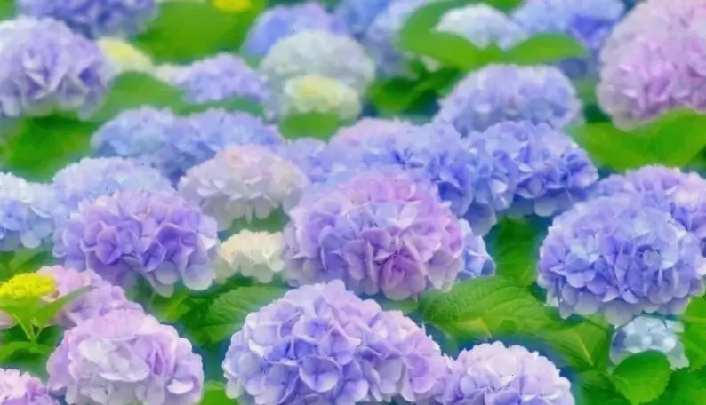 Vườn hoa cẩm tú cầu rực rỡ với màu sắc đa dạng, nơi bạn có thể lạc lối trong không gian thiên nhiên quyến rũ.