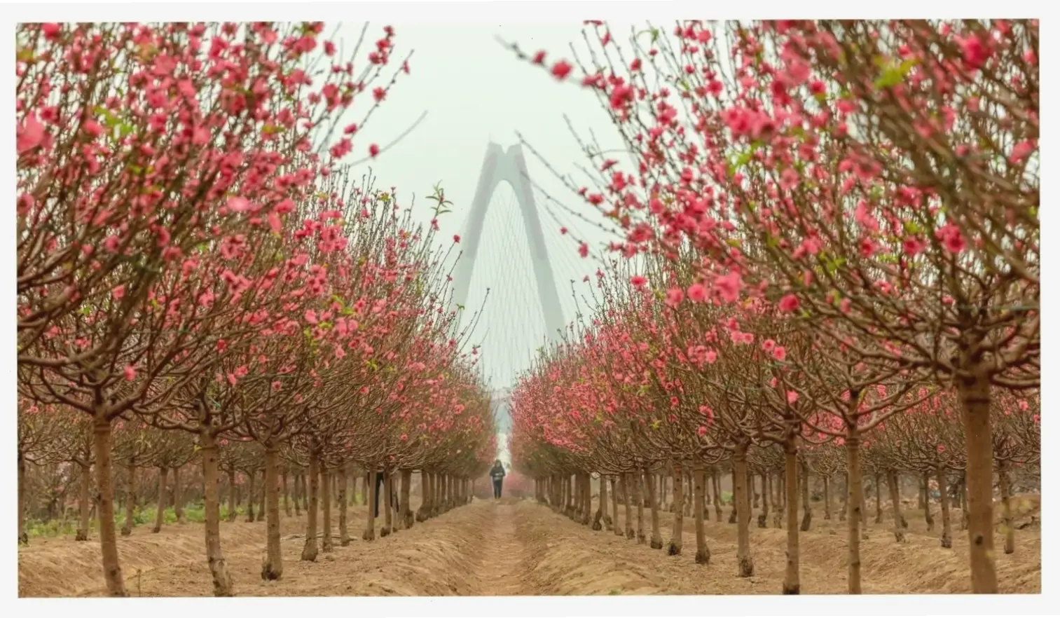 Vườn hoa đào Hà Nội vào xuân, một bức tranh thiên nhiên lãng mạn, tươi mới và đầy sức sống.