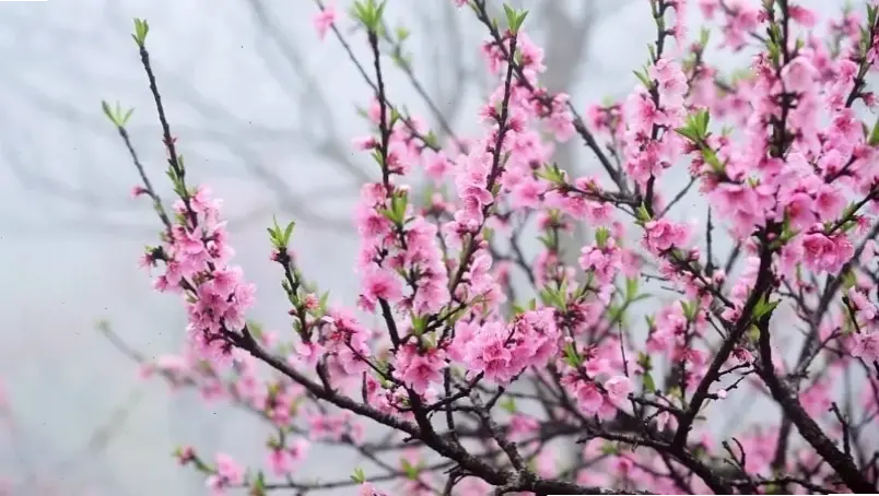 Vườn hoa đào Nhật Tân bạt ngàn, nơi thiên nhiên khoe sắc hồng rực rỡ và tươi mát.