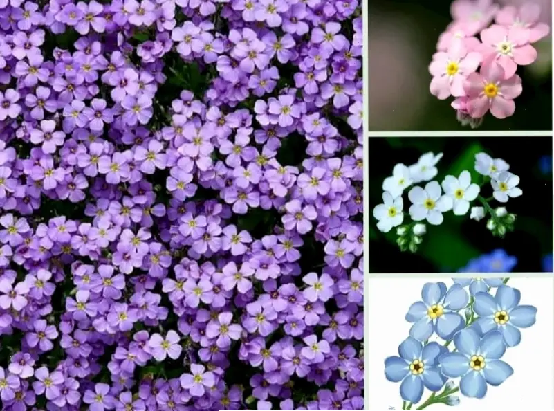 Vườn hoa lưu ly xinh đẹp với sắc màu rực rỡ, nơi thiên nhiên mang đến năng lượng tươi mới và thư thái.