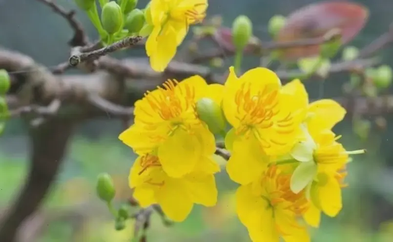 Vườn hoa mai An Giang rộng lớn, nơi đắm chìm trong biển vàng rực rỡ, không khí trong lành và thư giãn tuyệt vời.