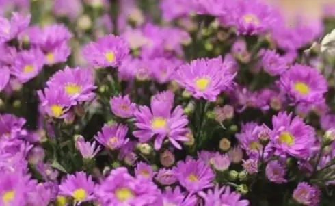 Vườn hoa thạch thảo rực rỡ, không gian lý tưởng để thư giãn và tận hưởng.