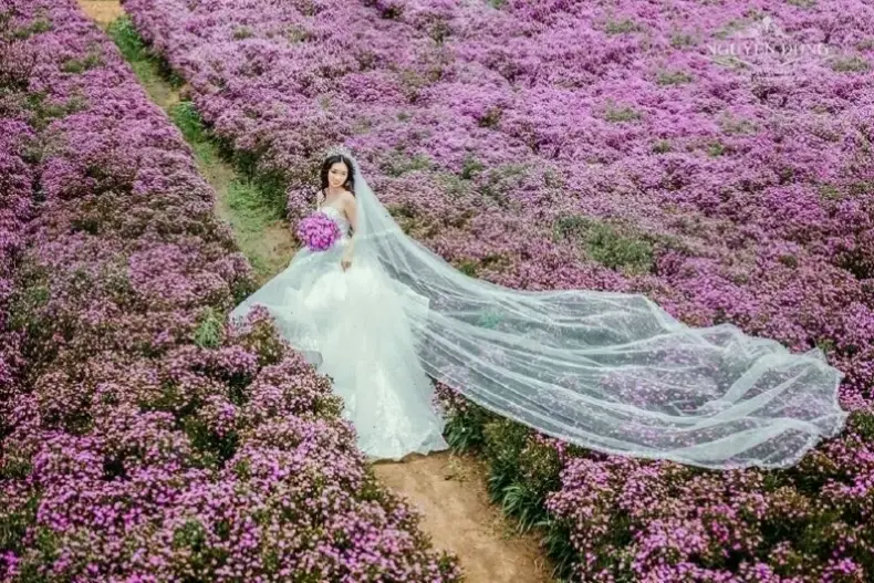 Vườn hoa thạch thảo tím rực rỡ, không gian thiên nhiên tươi mới và đầy sức sống.