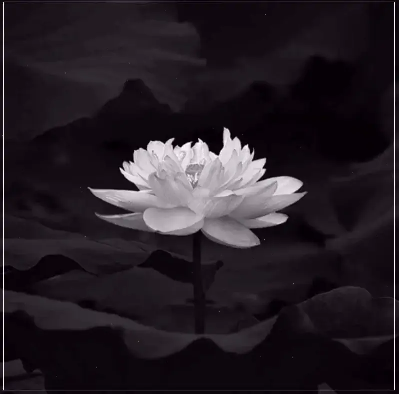 Ý nghĩa hoa sen đỏ: Tình yêu nồng cháy, lòng từ bi và năng lượng sống mãnh liệt.