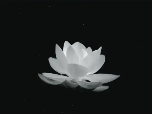 Ý nghĩa hoa sen hồng: Tình yêu, lòng từ bi, mang năng lượng tích cực và sự nhân ái sâu sắc.