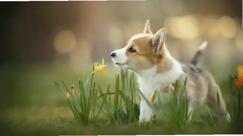 Tạo Ngay Avatar Chó Động Vật Độc Đáo Và Siêu Hấp Dẫn!