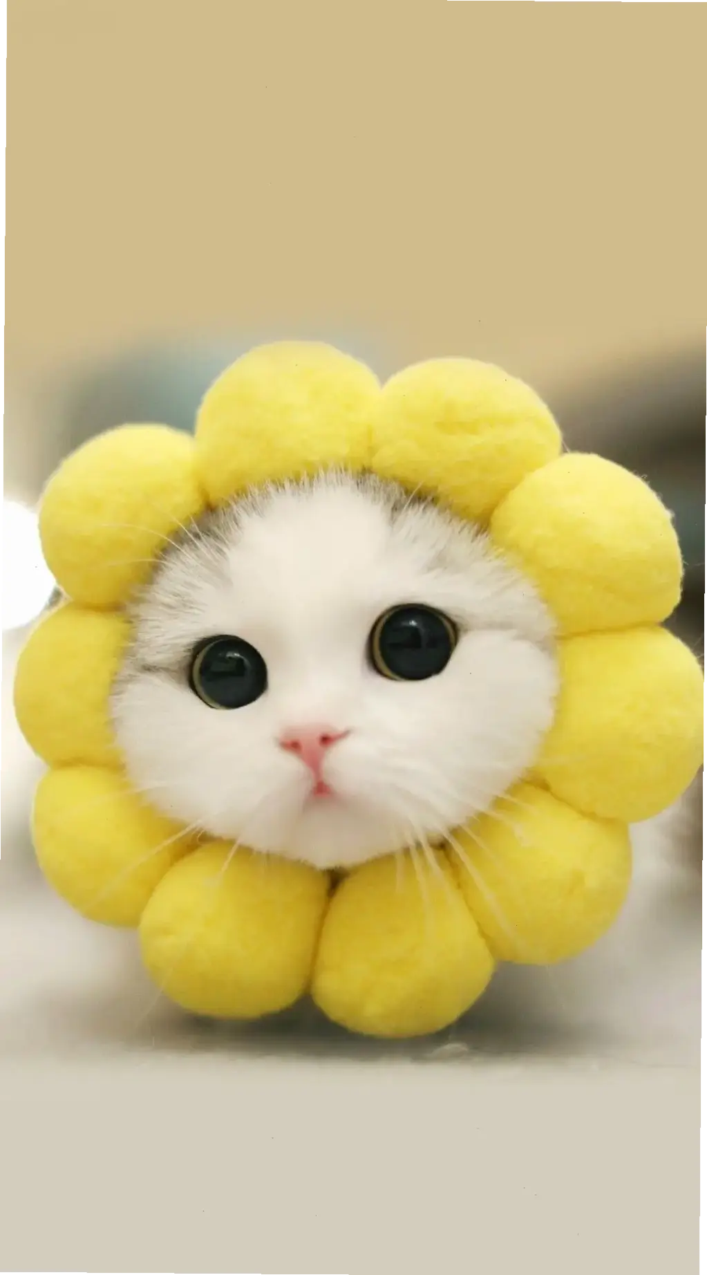 Hãy Khám Phá Avatar Mèo Con Dễ Thương Ngay!