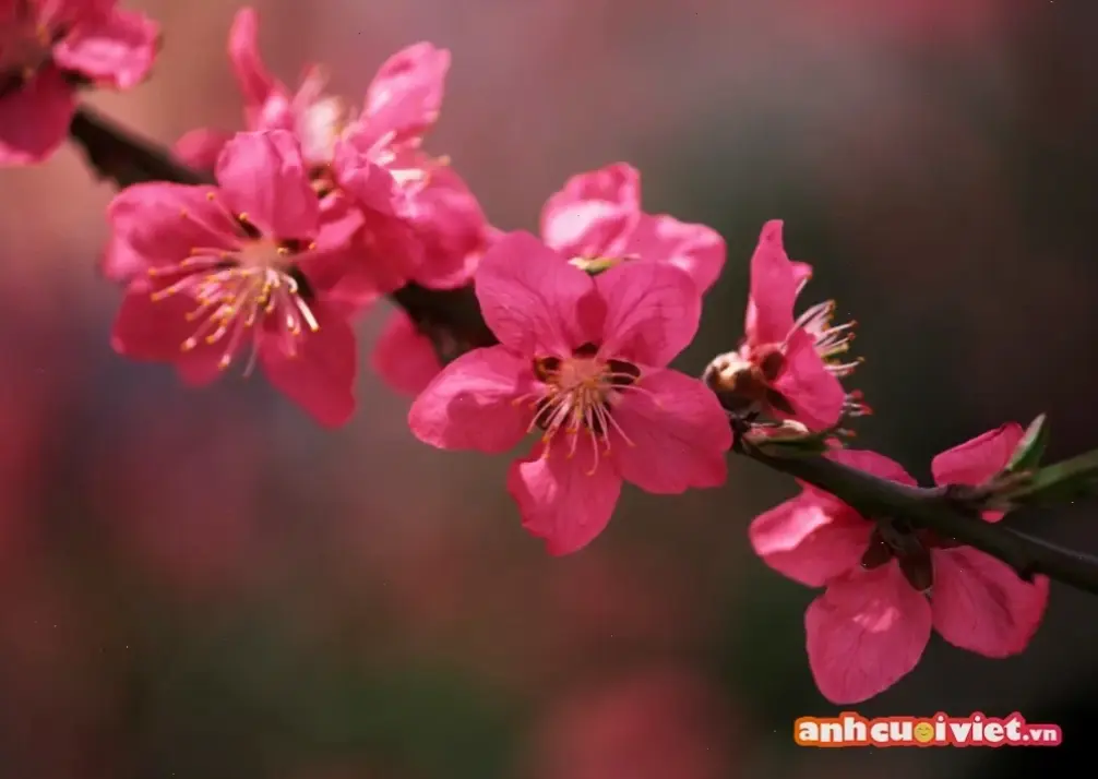 Avatar hoa mùa xuân rực rỡ, mang hơi thở tươi mới và năng lượng tràn đầy, biến profile bạn thành khu vườn mùa xuân!