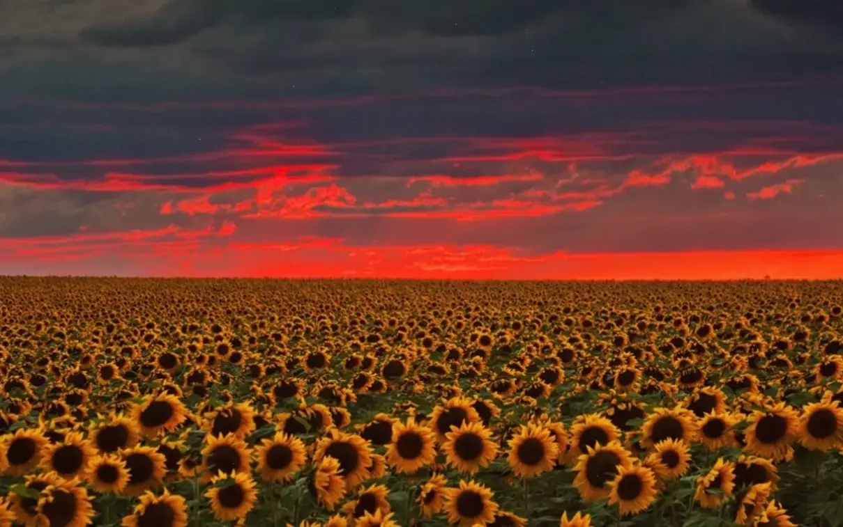 Avatar hoàng hôn phong cảnh mang đến vẻ đẹp huyền ảo và bình yên, truyền cảm hứng sáng tạo cho mọi khoảnh khắc thư giãn.