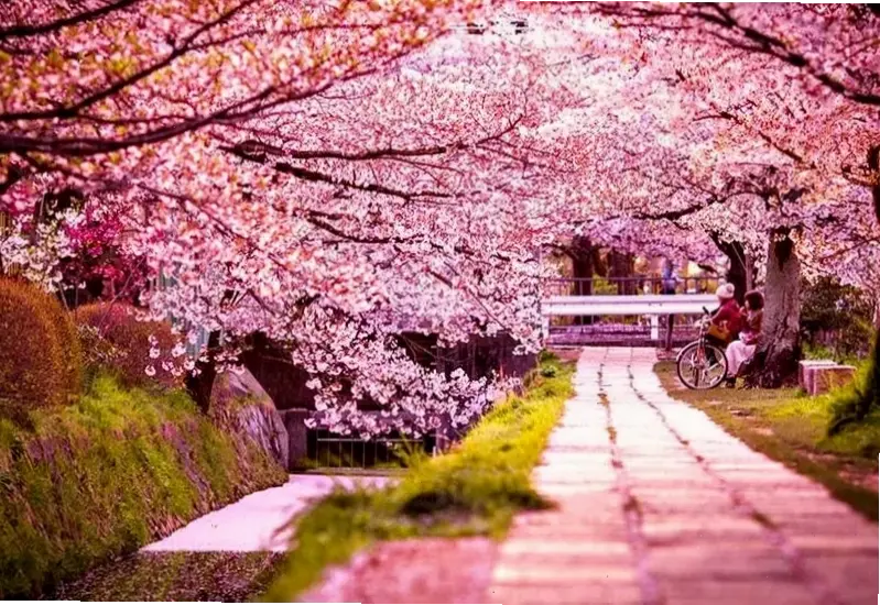 Hình hoa anh đào lãng mạn gợi lên những khoảnh khắc tình yêu, với vẻ đẹp thơ mộng và quyến rũ bất tận.