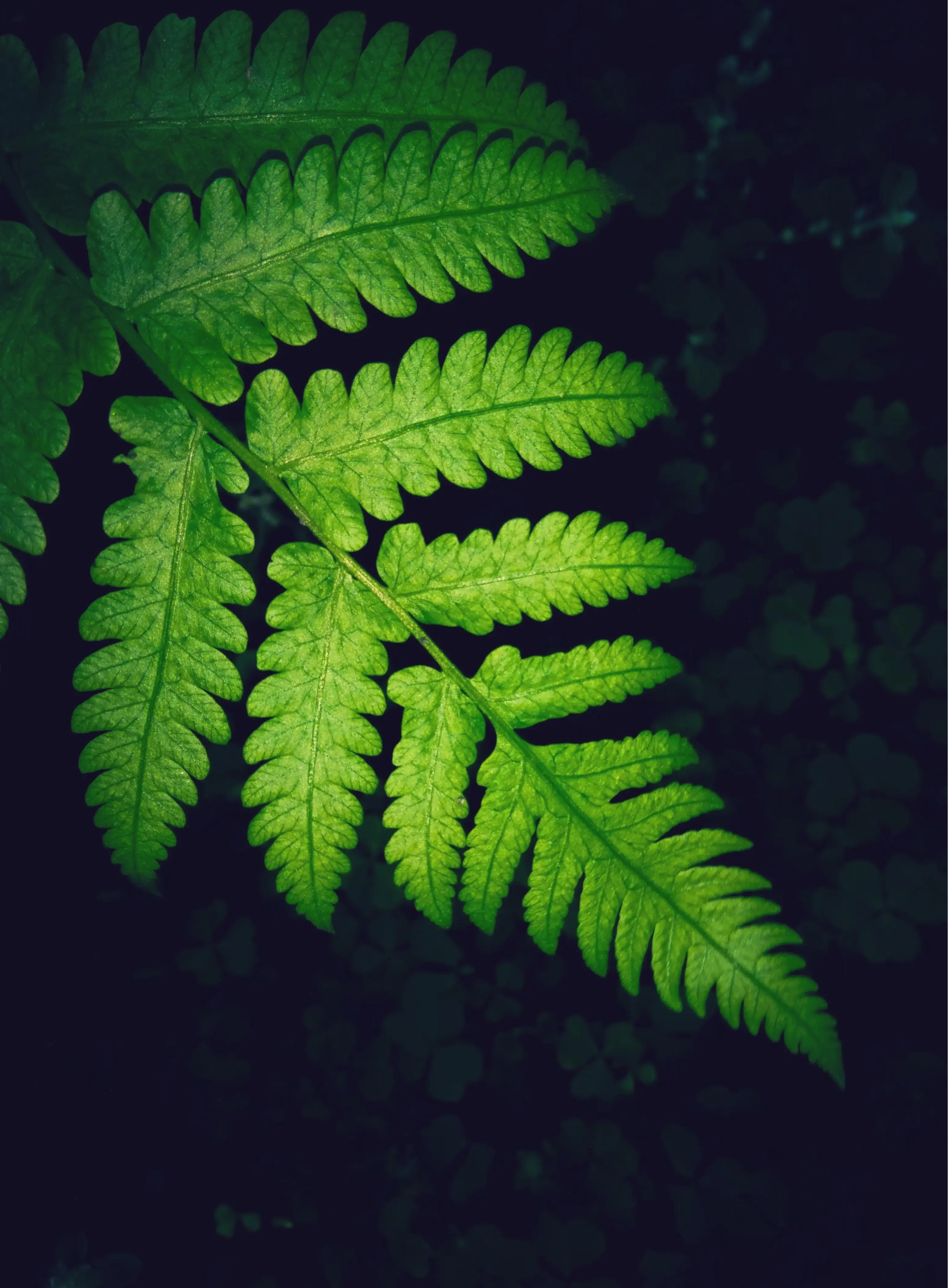 Wallpaper 4K chất lượng cao của Fern từ Sousou no Frieren, hình ảnh sắc nét làm nền màn hình hoàn hảo.