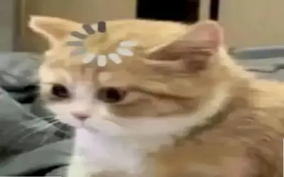 Avatar Mèo ngây thơ, độc đáo, cuốn hút và mời gọi nhấp chuột!