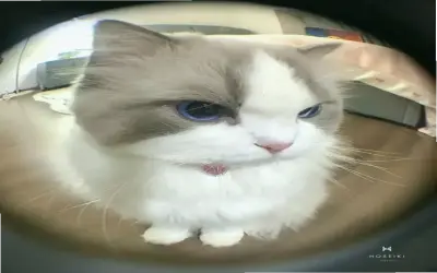 Khám Phá Atar Mèo Vô Tri: Bí Quyết Chăm Sóc Thú Cưng