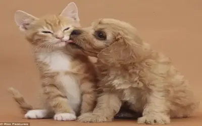 Khám Phá Avatar Cặp Chó Mèo Cute, Độc Nhất Và Hấp Dẫn!