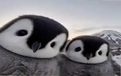 Nhấp để xem Avatar Chim Cánh Cụt Cute hấp dẫn và độc nhất!