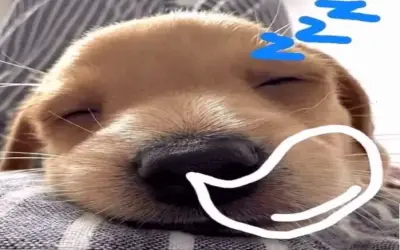 Avatar Chó: Bí Quyết Tạo Hình Ảnh Độc Đáo Cho Thú Cưng