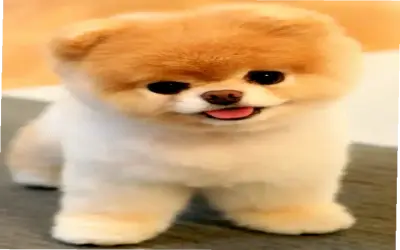 Khám Phá Avatar Chó Con Ngộ Nghĩnh Độc Đáo, Hấp Dẫn Ngay!