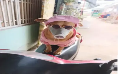 Khám phá Avatar Chó Đeo Kính độc đáo và hấp dẫn ngay!