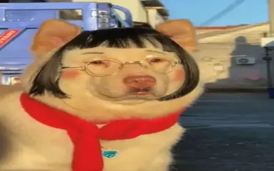 Hãy Khám Phá Avatar Chó Hài Hước Độc Đáo, Làm Bạn Cười Ngay!