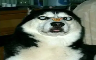 Avatar Chó Ngáo: Hài hước, Độc đáo và Thú vị! Nhấp để khám phá!