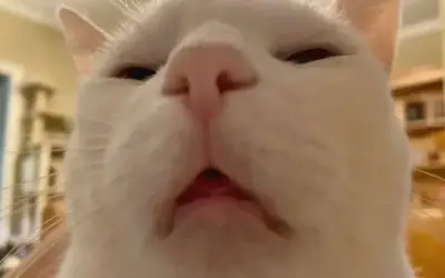 Khám Phá Avatar Con Mèo Bựa Độc Đáo, Thôi Thúc Bạn Nhấp Ngay!