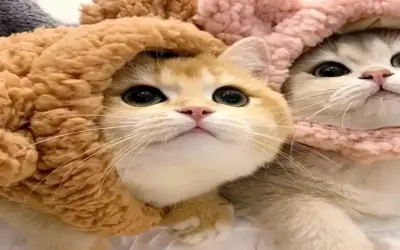 Khám Phá Avatar Đôi Chó Dễ Thương Độc Nhất Và Hấp Dẫn!