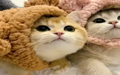 Hấp Dẫn Với Avatar Đôi Chó Mèo Dễ Thương Và Ấm Áp!