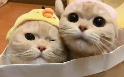 Khám Phá Avatar Đôi Mèo Thật, độc nhất và hấp dẫn. Nhấp để xem ngay!