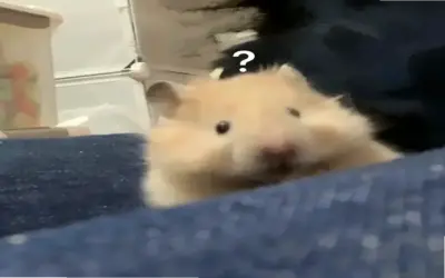 Khám phá Avatar Hamster Cute – Siêu đáng yêu vô cùng!