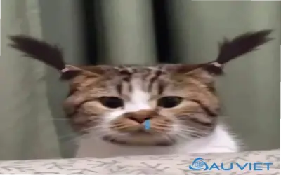 Khám Phá Avatar Mèo Meme Hài Hước Độc Đáo, Thôi Thúc Bạn Nhấp Ngay!