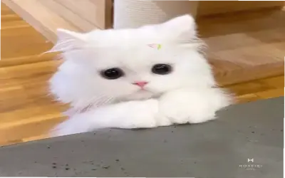 Khám phá Avatar Mèo Cute dễ thương, độc đáo và hấp dẫn ngay!