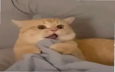 Khám Phá Avatar Mèo Cute Hài Hước Độc Đáo Ngay!