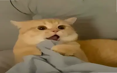 Xem ngay Avatar Mèo Hài Cute độc nhất! Hấp dẫn và thôi thúc click.