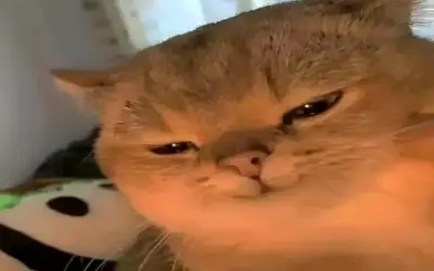 Khám Phá Avatar Mèo Hài Hước Đáng Yêu Và Vui Nhộn