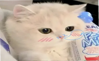 Mèo TikTok Hài Hước: Avatar Độc Đáo, Hấp Dẫn Và Thú Vị!