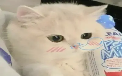 Khám phá Mèo Vô Tri Hài Hước! Nó sẽ làm bạn cười. Nhấp ngay!