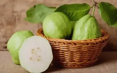 Top Thực Phẩm Tốt Cho Phổi: Cải Thiện Sức Khỏe Ngay!