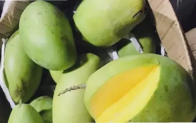 Bí Mật Thực Phẩm Tốt Cho Hệ Hô Hấp Bạn Nên Thử!