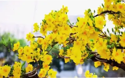 Hoa Mai: Bí Mật Trang Trí Và Ý Nghĩa Trong Mùa Xuân