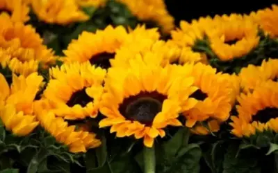 Hoa Hướng Dương Chúc Mừng: Những Ý Tưởng Sáng Tạo Dành Riêng Cho Gen Z