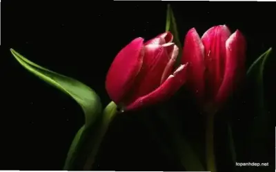 Hãy Khám Phá Thế Giới Macro Của Hoa Tulip Chụp Macro