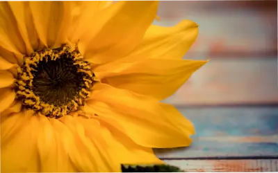 Khám Phá Hoa Hướng Dương Chụp Macro Đầy Ấn Tượng Và Sáng Tạo