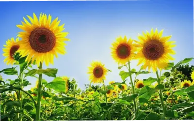 Hành Trình Khám Phá Hoa Hướng Dương Đà Lạt: Từ Cánh Đồng Đến Ảnh 4K