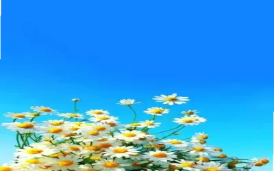 Khám Phá Vẻ Đẹp Tươi Mới Của Hoa Cúc Bó Hoa Trong Đời Sống Hàng Ngày