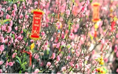 Khám Phá Hoa Đào Chúc Mừng Để Làm Mới Không Gian Làm Việc