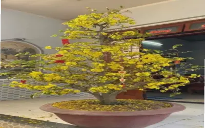 Khám Phá Bí Quyết Chọn Hoa Mai Bó Hoa Hoàn Hảo Cho Mùa Xuân
