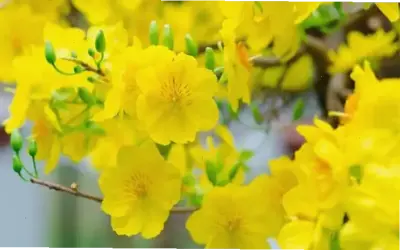 Hoa mai nở rộ: Hành trình khám phá vẻ đẹp rực rỡ của thiên nhiên Việt Nam