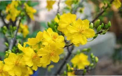 Khám Phá Hoa Mai Cưới: Bí Quyết Trang Trí Sự Kiện Hoàn Hảo Cho Doanh Nhân