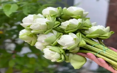 Khám Phá Vẻ Đẹp Của Hoa Sen Bó Hoa Trong Cuộc Sống Hàng Ngày